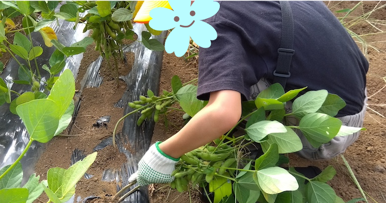 枝豆収穫体験