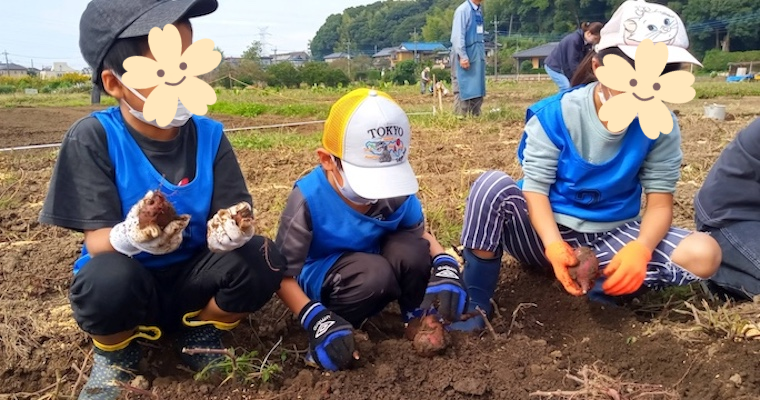 さつまいも掘り